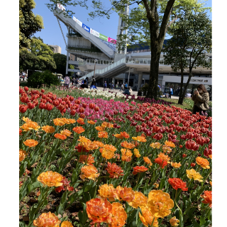横浜公園チューリップ